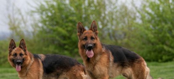 Hammam-Sousse: Un criminel lâche 11 chiens sur les agents venus l’interpeller