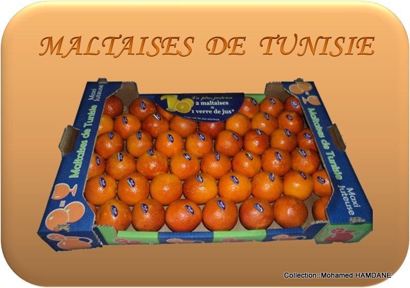 Démarrage de la saison d’exportation des oranges maltaises