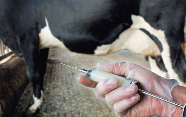 Fièvre aphteuse : Le Ministère de l’Agriculture confirme l’utilisation de doses de vaccin périmé