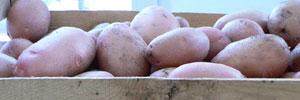 Les pommes de terre tunisiennes sur le marché suédois 