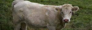 Tunisie: une loi en faveur de l'acquisition des vaches 