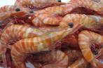 Gabès : La pêche de la crevette royale en hausse de 90%