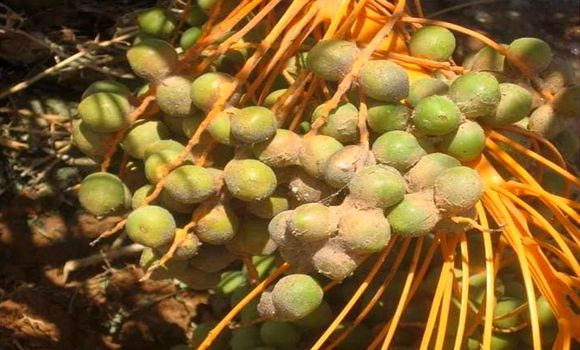 Campagne de lutte contre les acariens de palmier à Kebili