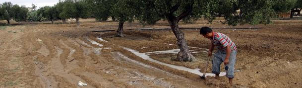 Accompagnement et promotion d’une innovation scientifique durable en Tunisie