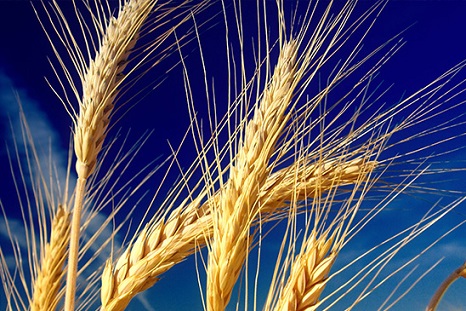 ONAGRI : Baisse du prix moyen du blé tendre européen de 27,4% en septembre 2023
