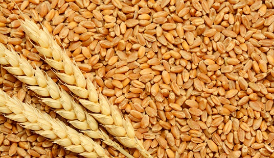 Tunisie : Achat de 100 mille tonnes de blé tendre