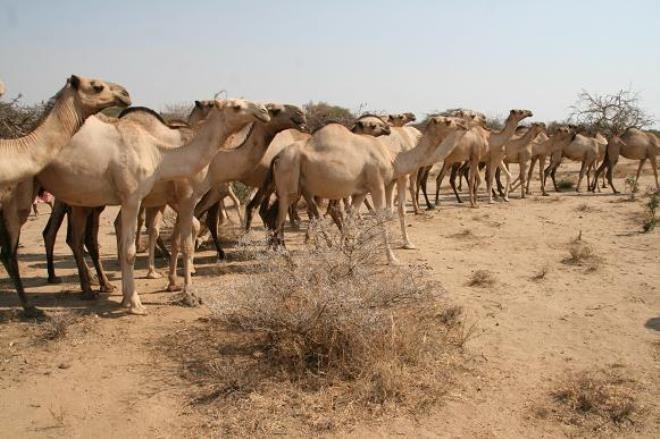 Vers la création d’un centre de collecte de lait de chamelle à Tozeur