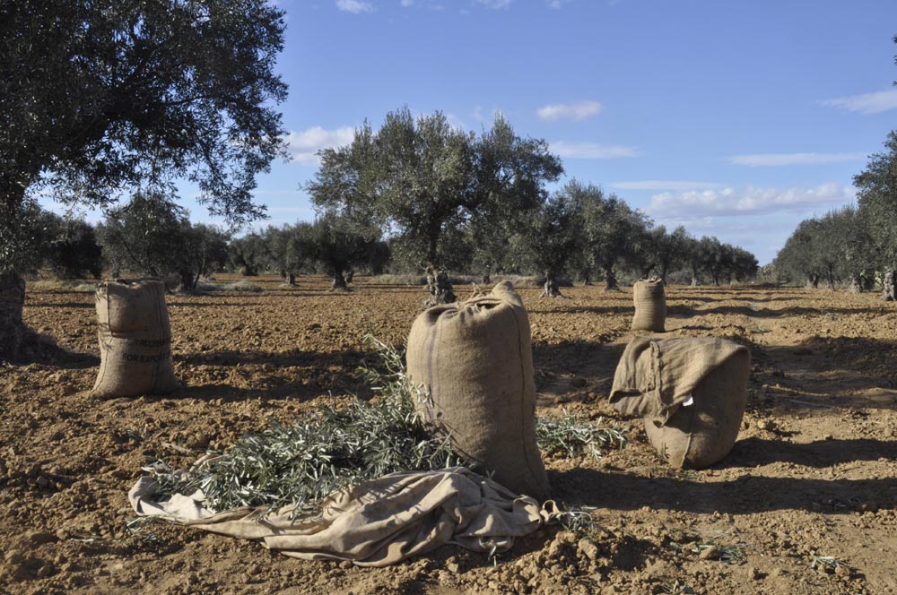 Huile d’olive : la Tunisie ambitionne de produire 250 mille tonnes à l’horizon 2035.