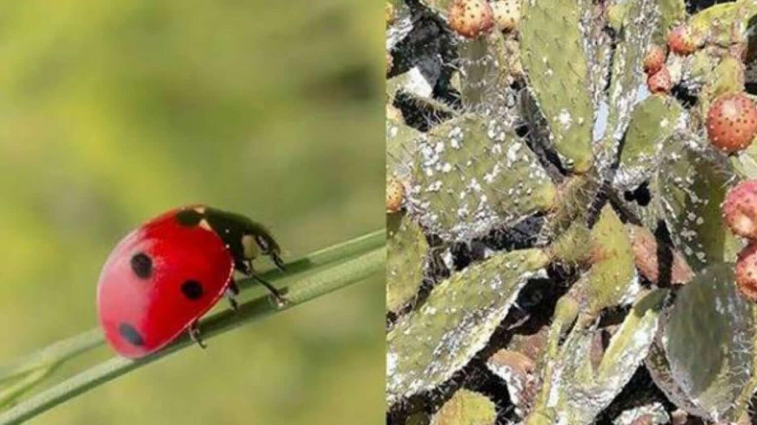 Figues de Barbarie: 5 500 coccinelles pour lutter contre la cochenille à Zaghouan