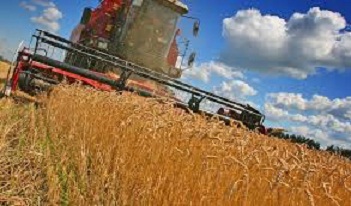 Céréales : 826 825 quintaux collectées en Tunisie