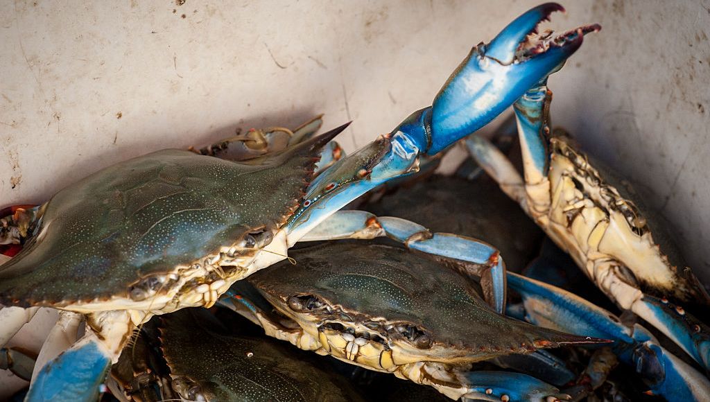 Transformer une espèce envahissante en denrée d’exportation: Relation entre le crabe bleu et les pêcheurs tunisiens