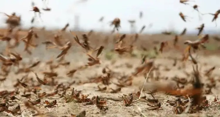 Tunisie: La propagation du criquet pèlerin est sous contrôle