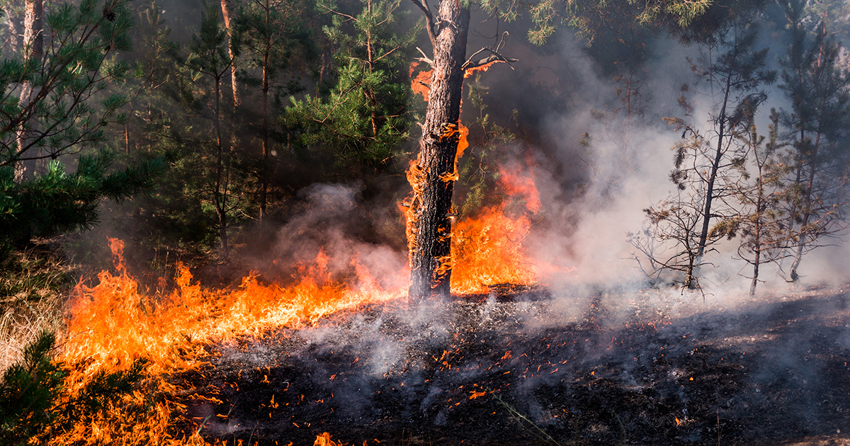 Tunisie: Les incendies des forêts ont augmenté de 322 %