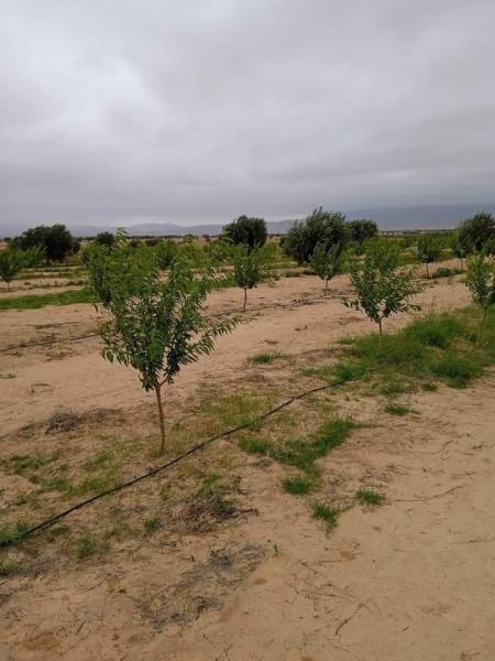 Siliana: Récupération d’un terrain domanial agricole de 5 hectares