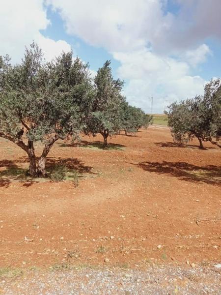 L'Etat récupère 87 hectares de biens immobiliers à Béja en septembre