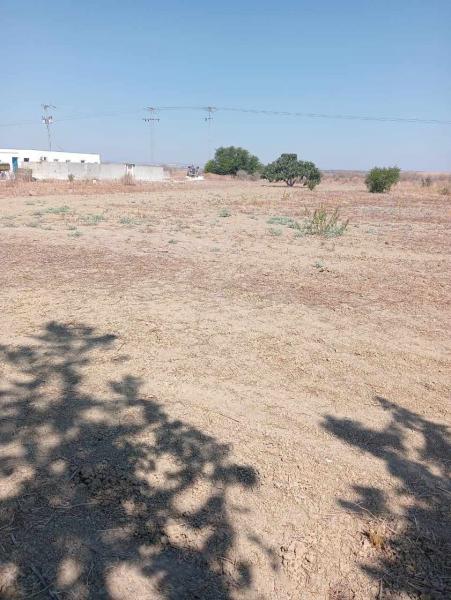 Manouba: Récupération d'un terrain agricole sur une superficie de 65 ha