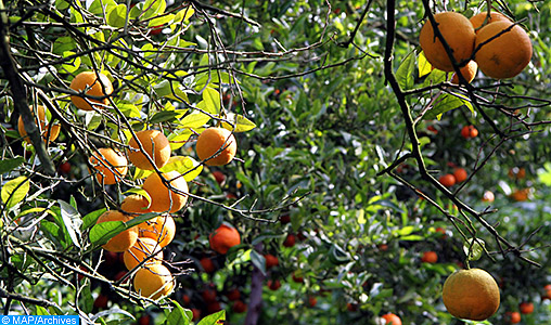 Baisse de la production d’agrumes dans le gouvernorat de Nabeul