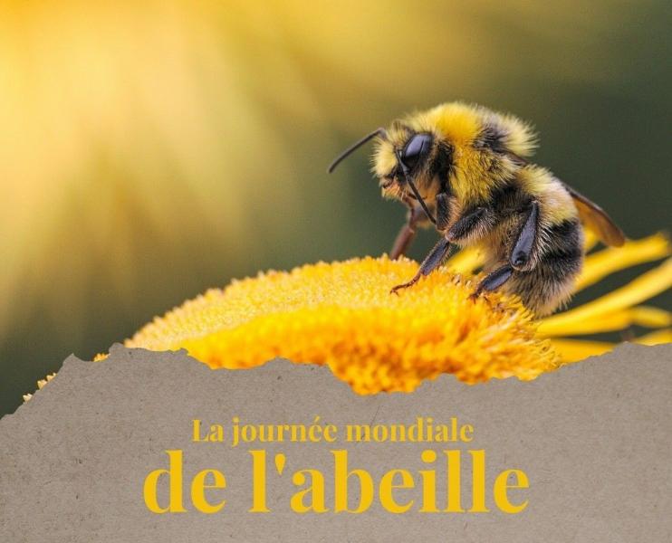 FAO - Vers la préservation et le développement de l’apiculture dans les pays du Maghreb