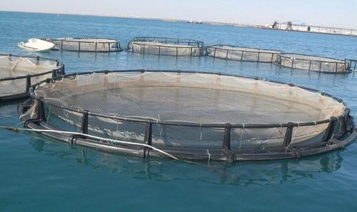 Les poissons issus de l’aquaculture sont sains et propres à la consommation