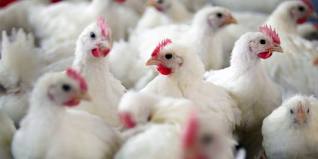 Grippe aviaire: Surveillance renforcée en Tunisie
