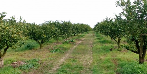 Récupération d’un terrain domanial agricole de 56 ha à Béni Khalled