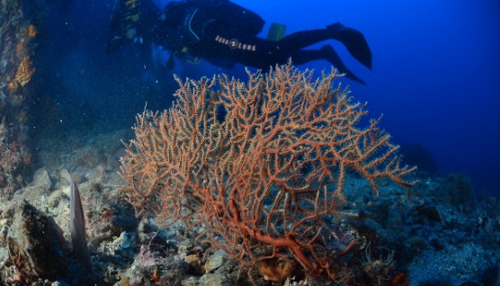 60,8 millions de dollars pour la conservation marine en Méditerranée
