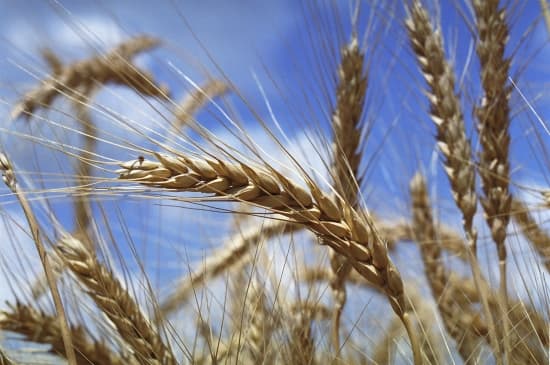 Tunisie : Un appel d’offres pour l’achat de 25 000 tonnes de blé dur