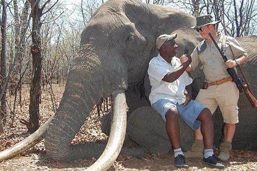 Un braconier allemand tue le plus grand éléphant d'Afrique