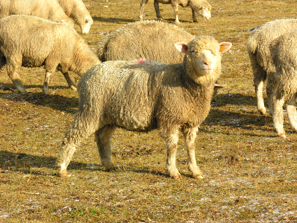 Dix brebis pour chacune des familles des victimes à Sidi Bouzid