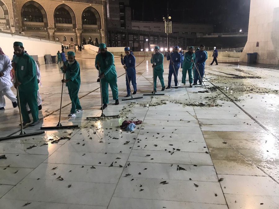 Invasion de cafards volants à la Mecque et à Djeddah