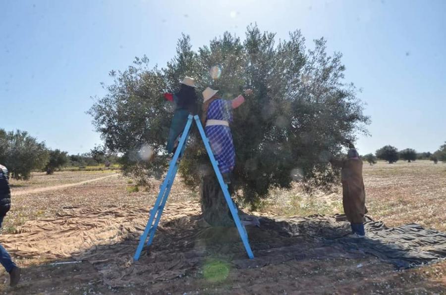 Djerba: Troisième étape de la campagne nationale de cueillette des olives