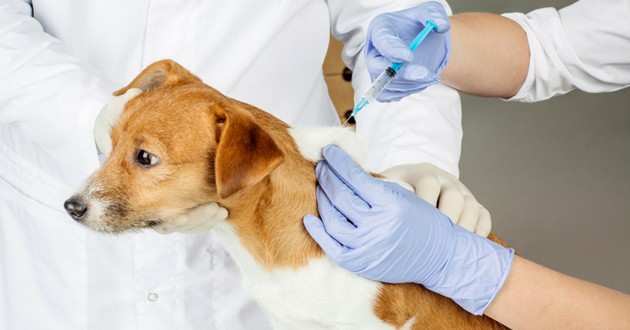 Démarrage en janvier de la campagne nationale de vaccination contre la rage