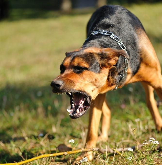 52 cas confirmés de rage à Nabeul