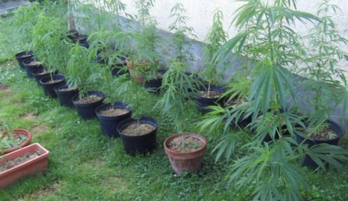 Cannabis: Une étude montre une hausse de consommateurs dans les pays où il est autorisé