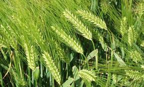 La récolte céréalière s’annonce bonne, selon le ministère de l’Agriculture