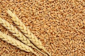 Agriculture : Augmentation des prix des céréales à la production