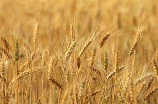 Récolte céréalière en baisse : 14,5 millions de quintaux
