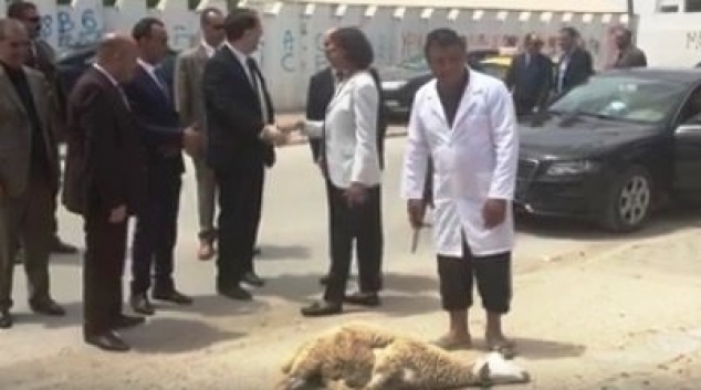 La photo du jour : le mouton sacrifié en l’honneur de Youssef Chahed