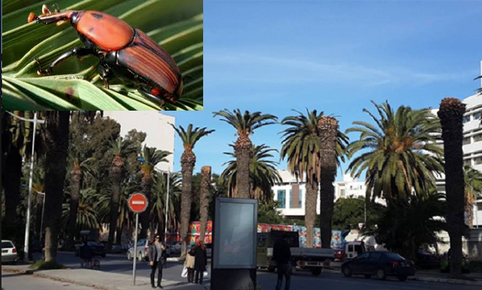 Le charançon rouge continue de ravager les palmiers d'ornement de Tunis