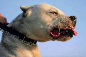 Kairouan : Un dealer lâche ses chiens contre une brigade de police