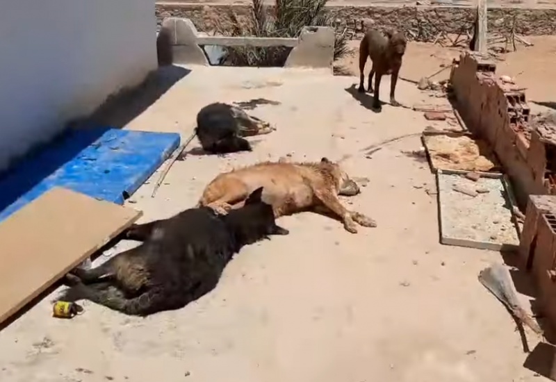 Ouverture d'un centre de stérilisation de chiens errants à La Marsa