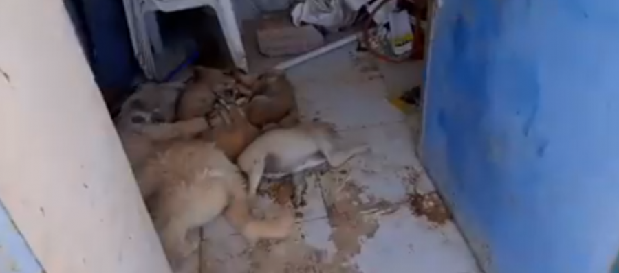 Djerba: Un refuge pour chiens errants détruit et ses occupants massacrés