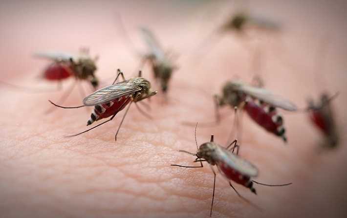 Tunisie: "Aucun cas de Chikungunya détecté sur le territoire", assure le ministère de la Santé