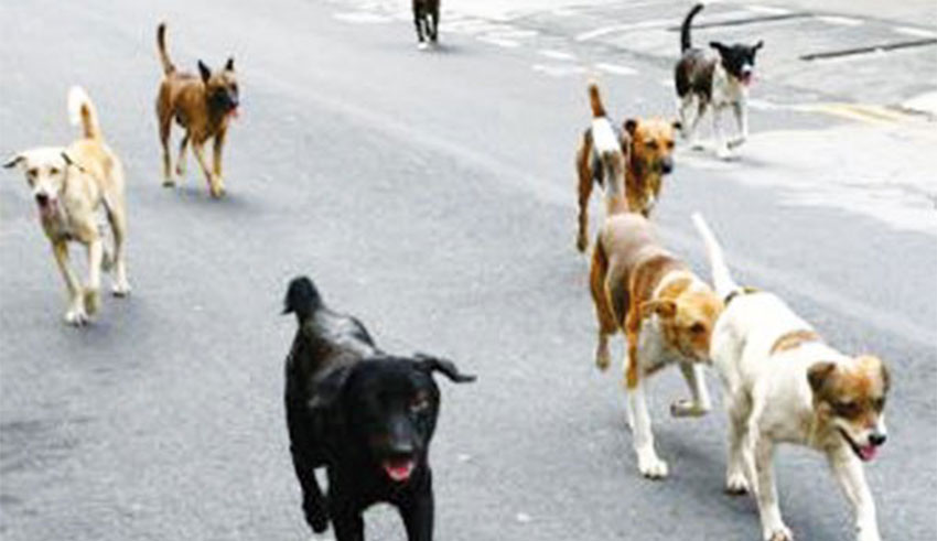 La municipalité de Tunis met en garde contre l’abattage des chiens errants
