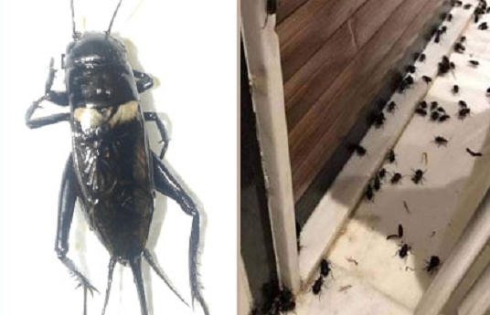 Invasion de cigales dans plusieurs régions du pays