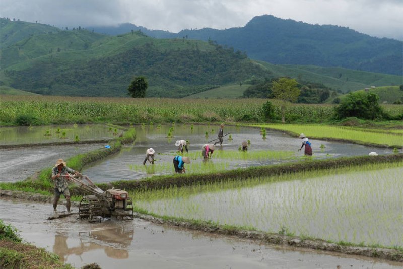 Climat: Nouvelles recommandations de la FAO pour aider les Etats à réaliser leurs engagements