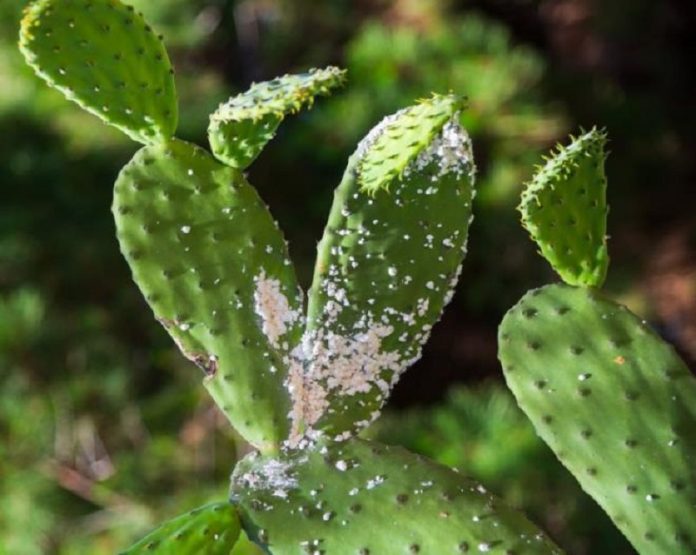 Tunisie: Septième lâcher de coccinelles pour protéger les cactus de la cochenille
