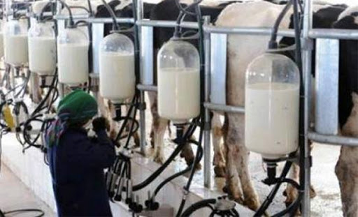 Report de la décision de suspension de la collecte du lait
