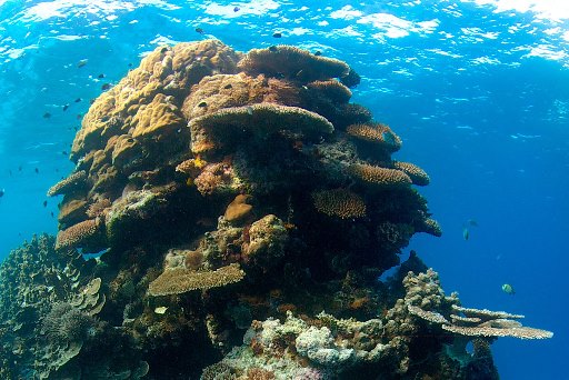 Le changement climatique menace la survie des récifs coralliens