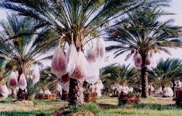 Tozeur: 50 mille tonnes de dattes comme récolte